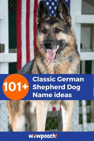 101+ Classic German Shepherd Dog Names