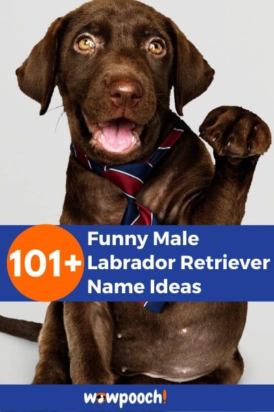101+ Funny Male Labrador Retriever Names