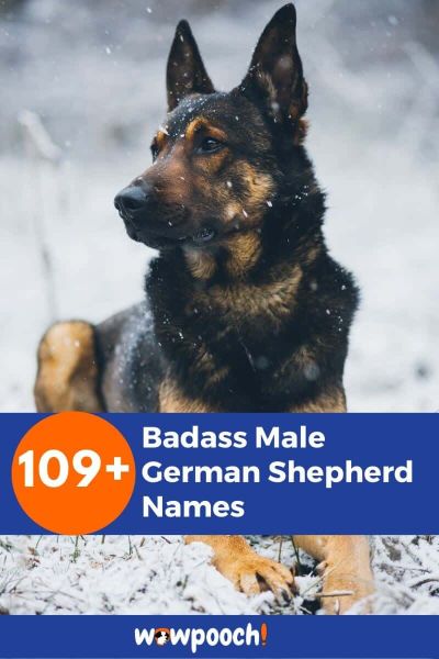 109+ Badass Male German Shepherd Names