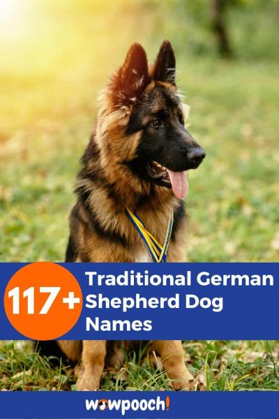 117+ Traditional German Shepherd Dog Names