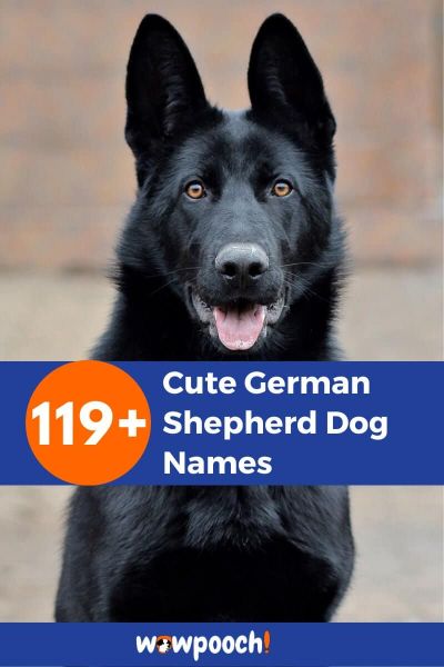 119+ Cute German Shepherd Dog Names