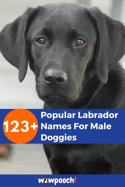 123+ Popular Male Labrador Names