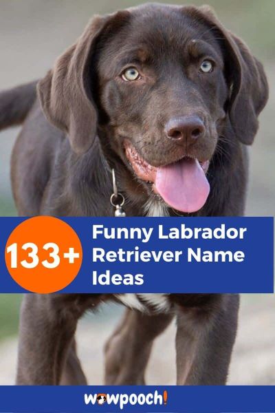 133+ Funny Labrador Retriever Names