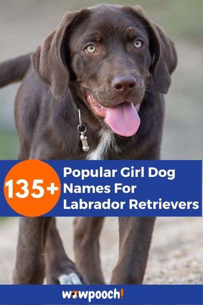 135+ Popular Girl Dog Names For Labrador Retrievers
