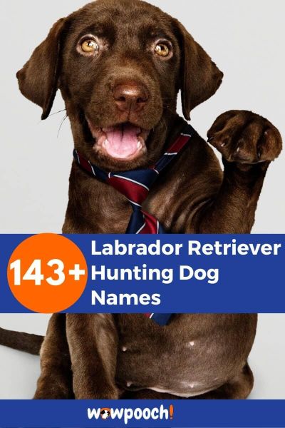143+ Labrador Retriever Hunting Dog Names