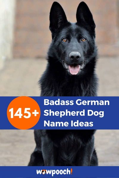145+ Badass German Shepherd Dog Names