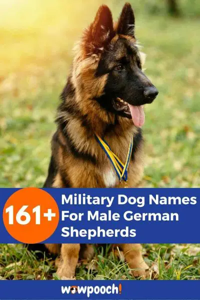 161+ Military Dog Names For Male German Shepherds