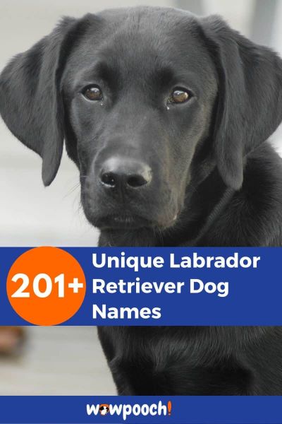 201+ Unique Labrador Retriever Dog Names