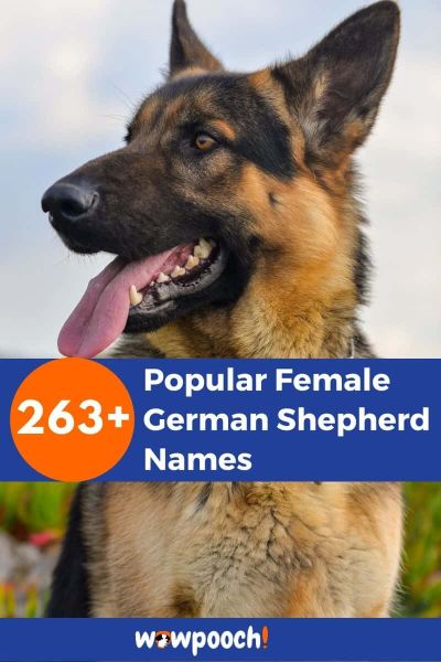 263+ Popular Female German Shepherd Names