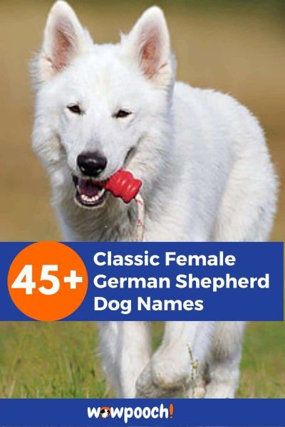 45+ Classic Female German Shepherd Dog Names