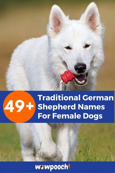 49+ Traditional Female German Shepherd Names