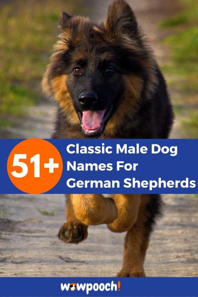 51+ Classic Male Dog Names For German Shepherds
