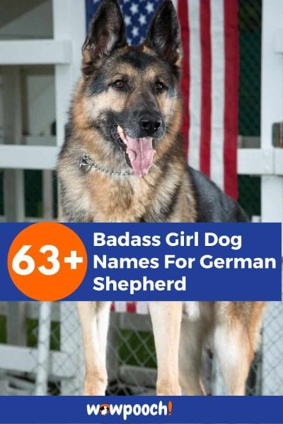 63+ Badass Girl Dog Names For German Shepherds