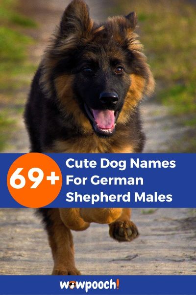 69+ Cute Dog Names For Male German Shepherds