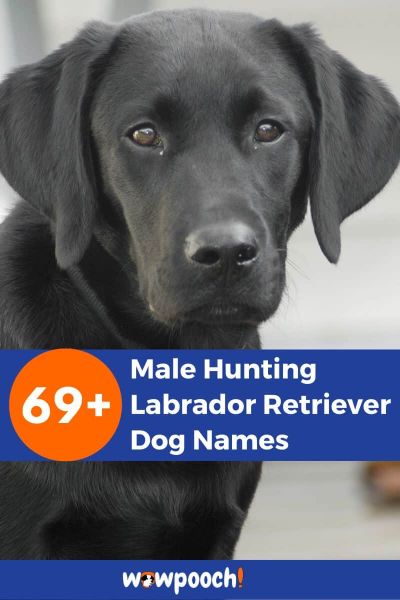 69+ Male Hunting Labrador Retriever Dog Names