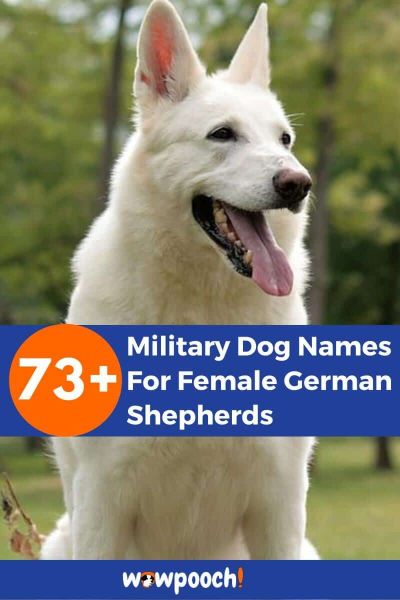 73+ Military Dog Names For Female German Shepherds