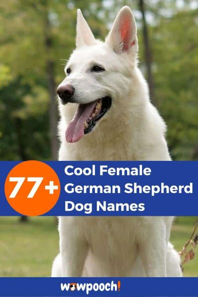 77 Cool Female German Shepherd Dog Names Wowpooch