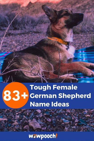 83+ Tough Female German Shepherd Names