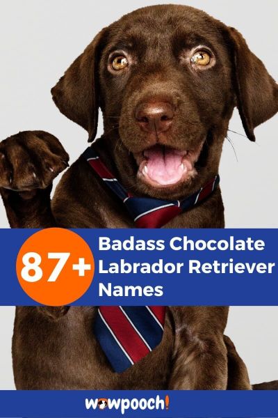 87+ Badass Chocolate Labrador Retriever Names