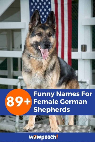 89+ Funny Names For Female German Shepherds