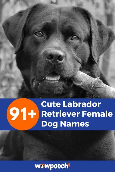 91+ Cute Labrador Retriever Female Dog Names