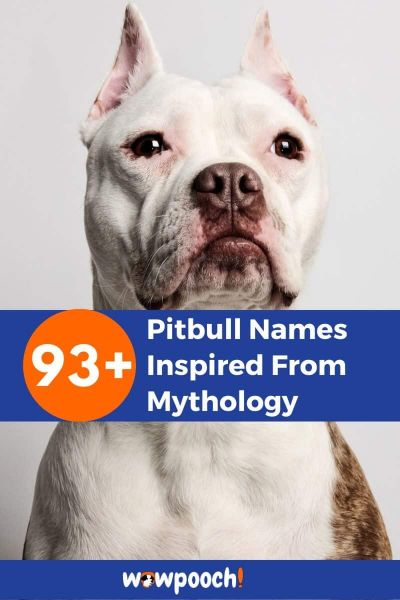 93+ Mythology Inspired Pitbull Names