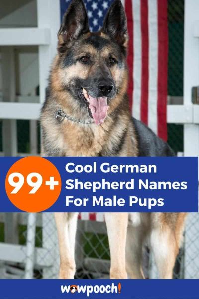 99+ Cool Male German Shepherd Names