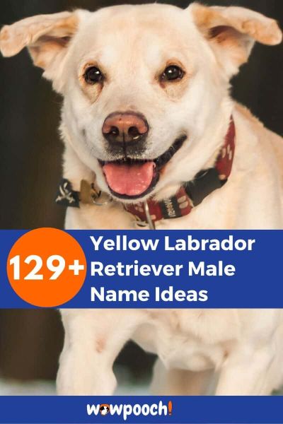 129+ Yellow Labrador Retriever Male Names