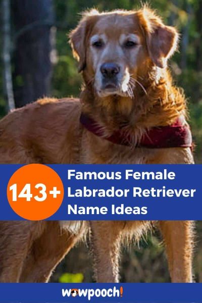 143+ Famous Female Labrador Retriever Names