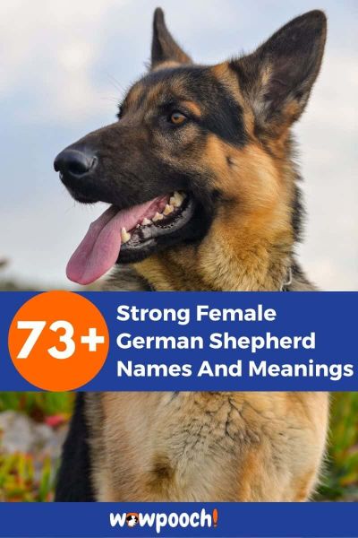 73+ Strong Female German Shepherd Names