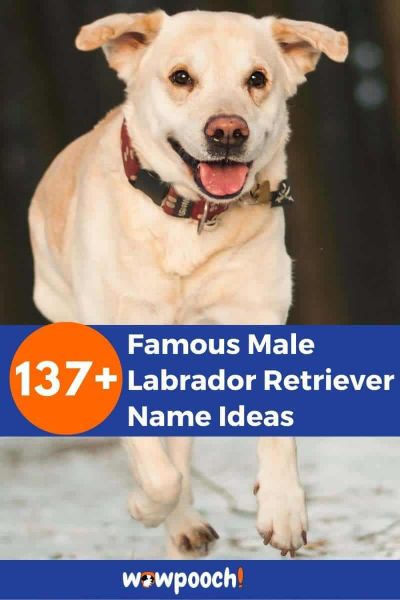 137+ Famous Male Labrador Retriever Names