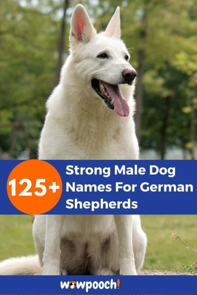 125+ Strong Male Dog Names For German Shepherds