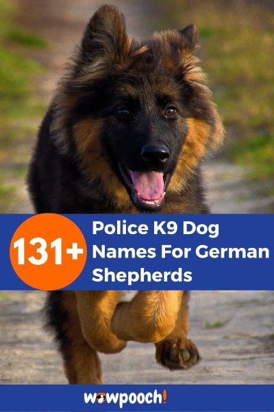131+ Police K9 Dog Names For German Shepherds