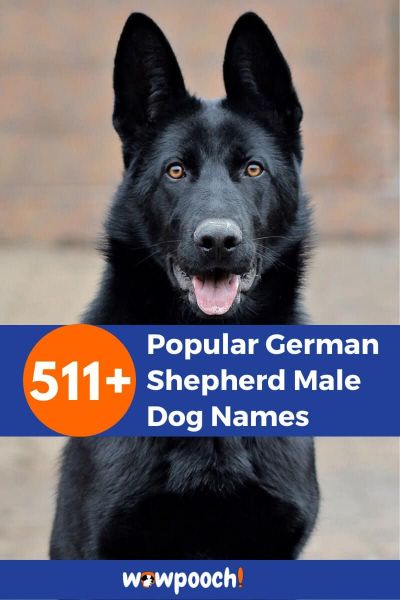 511+ Popular German Shepherd Male Dog Names