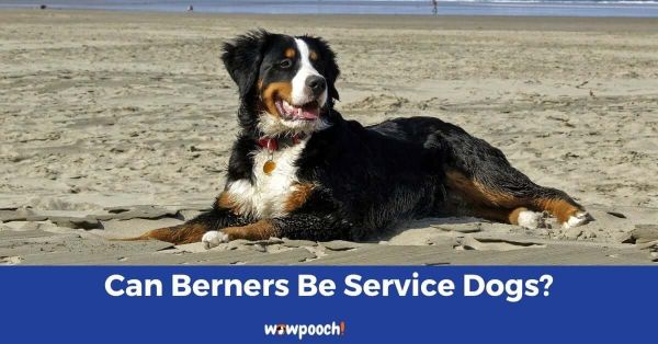 Are Bernese Mountain Dogs Good Service Dogs