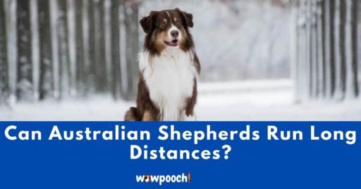 Can Australian Shepherds Run Long Distances