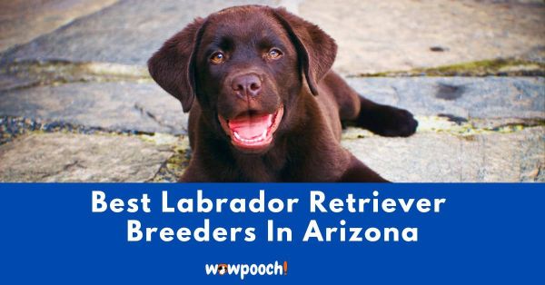 Best Labrador Retriever Breeders In Arizona