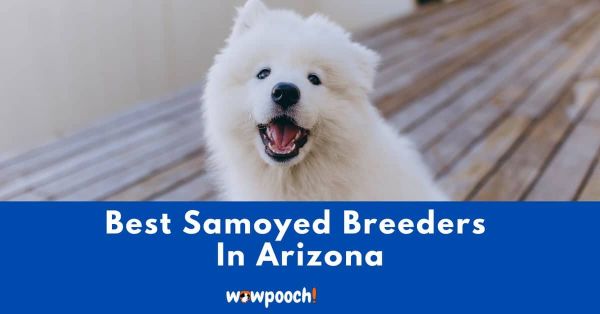 Best Samoyed Breeders In Arizona