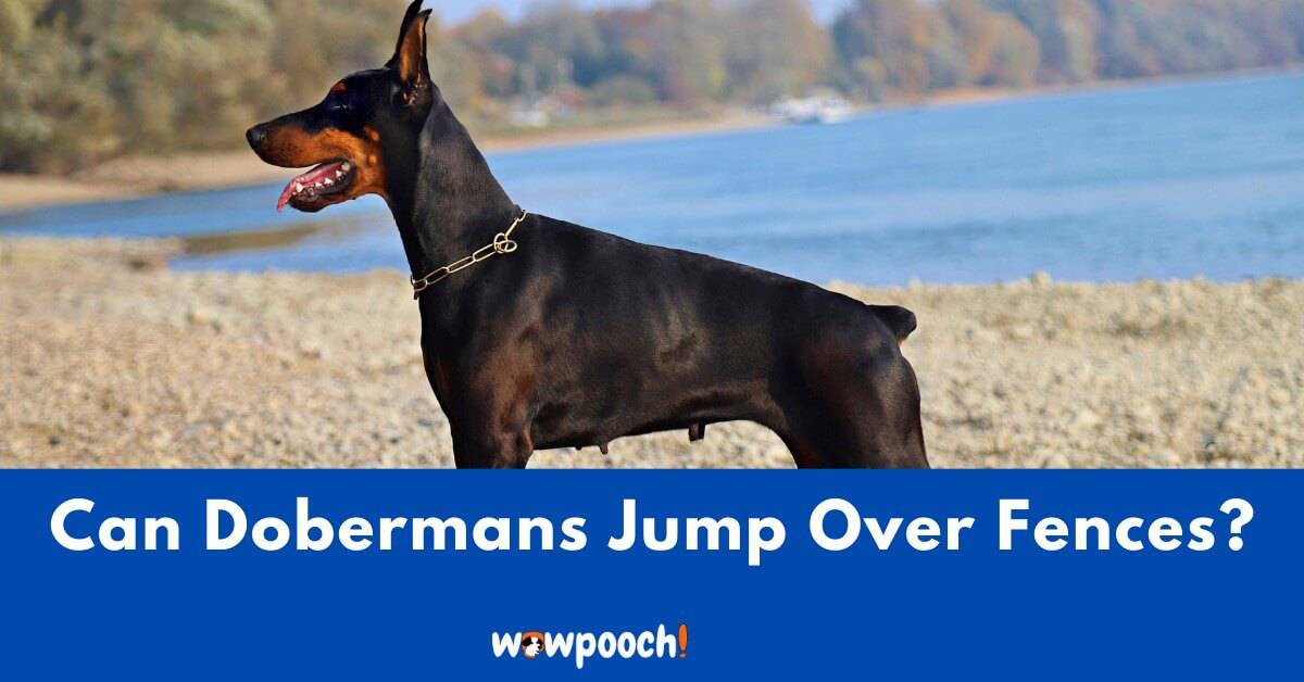 Can Doberman Pinschers Jump Over Fences? 13 Ways To Keep Your Doberman From Jumping Fences