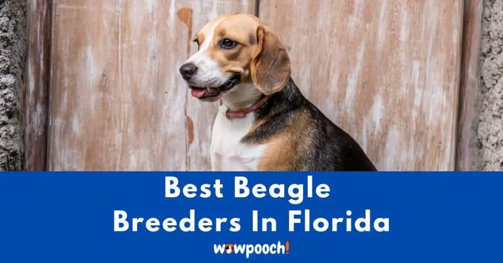 Top 14 Best Beagle Breeders In Florida (FL) State