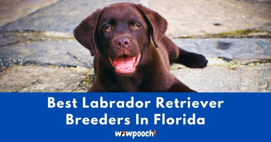 Top 20 Best Labrador Retriever Breeders In Florida (FL) State