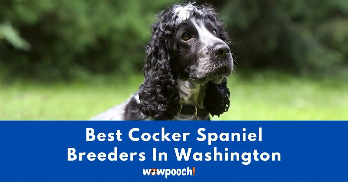 Top 5 Best Cocker Spaniel Breeders In Washington State