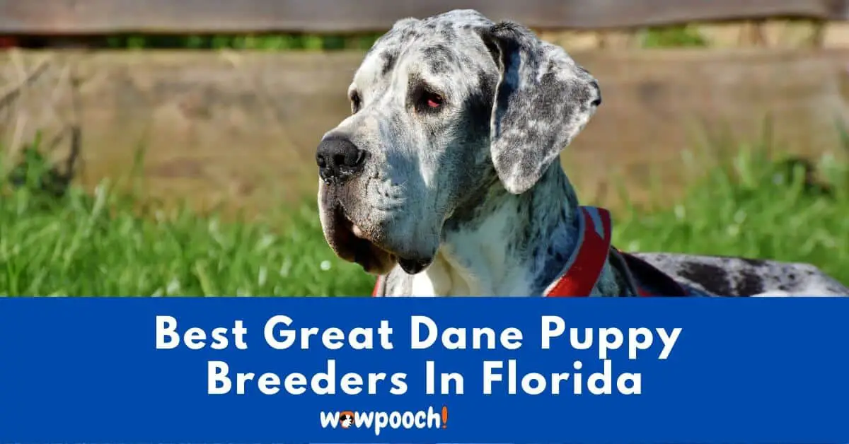 Top 5 Best Great Dane Breeders In Florida (FL) State