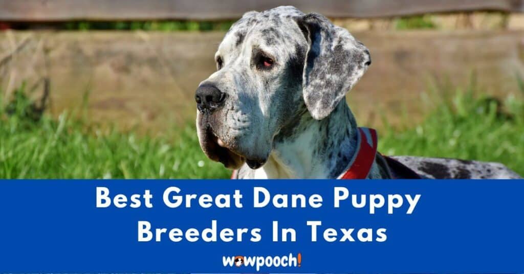 Top 9 Best Great Dane Breeders In Texas (TX) State