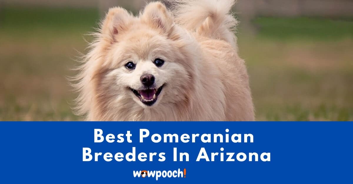 Top 9 Best Pomeranian Breeders In Arizona (AZ) State