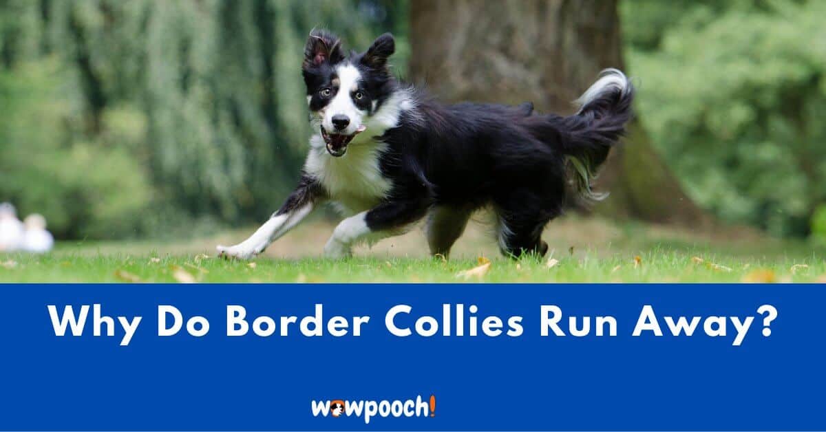 Why Does My Border Collie Tend To Run Away? 12 Reasons To Know