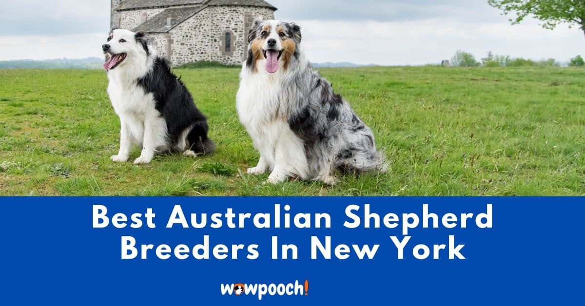 Top 3 Best Australian Shepherd Puppy Breeders In New York (NY) State