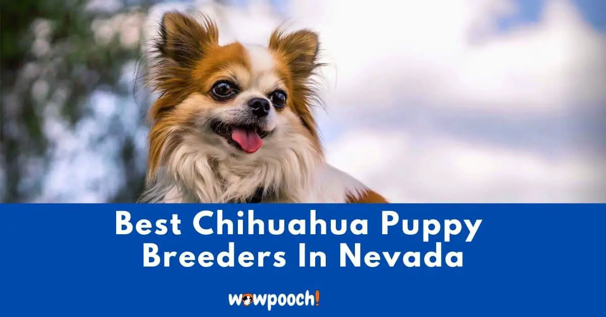 Top 3 Best Chihuahua Breeders In Nevada (NV) State