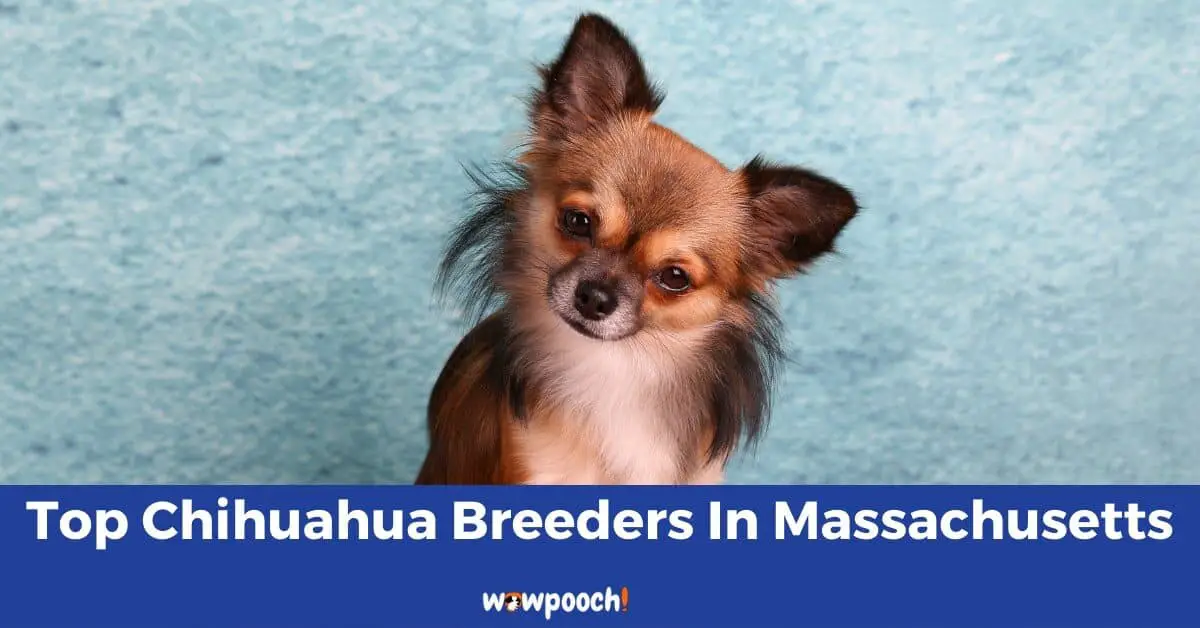 Top 5 Best Chihuahua Breeders In Massachusetts (MA) State