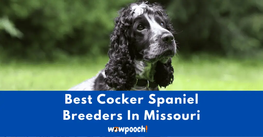 Top 6 Best Cocker Spaniel Breeders In Missouri (MO) State